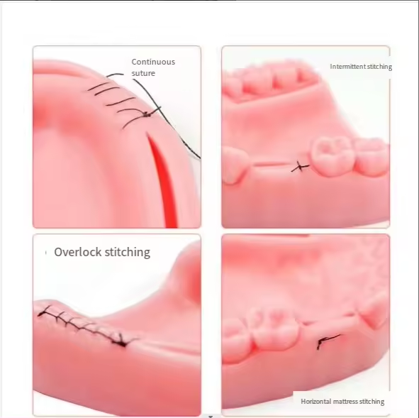 Dental Module Suture Training Kit Simulated Oral Suture Model for Medical Training Tooth and Gingival Suture Practice Pad